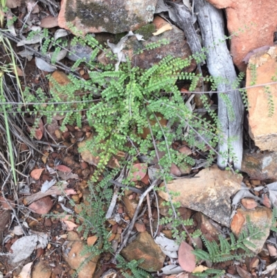 Bossiaea buxifolia (Matted Bossiaea) at Acton, ACT - 31 Jan 2021 by WalterEgo