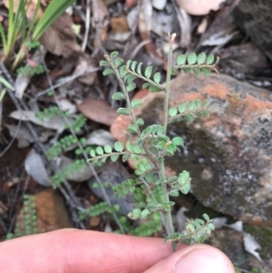 Bossiaea buxifolia at Acton, ACT - 31 Jan 2021