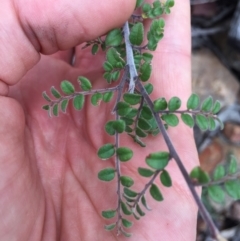 Bossiaea buxifolia at Acton, ACT - 31 Jan 2021