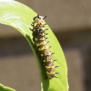 Papilio anactus at Higgins, ACT - 30 Jan 2021