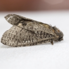 Trigonocyttara clandestina (Less-stick Case Moth) at Hawker, ACT - 30 Jan 2021 by AlisonMilton