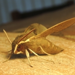 Hippotion scrofa (Coprosma Hawk Moth) at Kambah, ACT - 24 Jan 2021 by michaelb