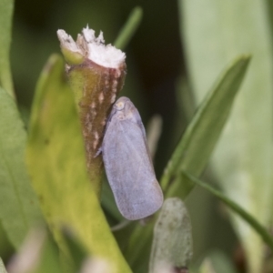 Anzora unicolor at Higgins, ACT - 30 Jan 2021