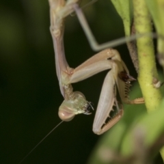 Unidentified Praying mantis (Mantodea) at Higgins, ACT - 29 Jan 2021 by AlisonMilton