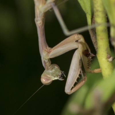 Pseudomantis albofimbriata (False garden mantis) at Higgins, ACT - 30 Jan 2021 by AlisonMilton