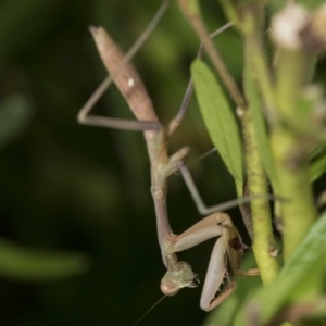 Pseudomantis albofimbriata at Higgins, ACT - 30 Jan 2021