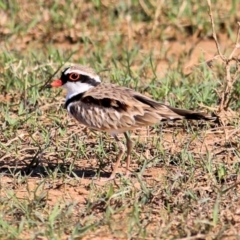 Charadrius melanops (Black-fronted Dotterel) at Wodonga - 30 Jan 2021 by Kyliegw