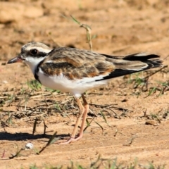 Charadrius melanops at Ebden, VIC - 31 Jan 2021 09:36 AM