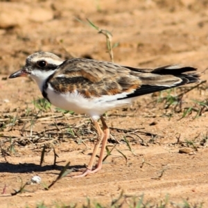 Charadrius melanops at Ebden, VIC - 31 Jan 2021 09:36 AM