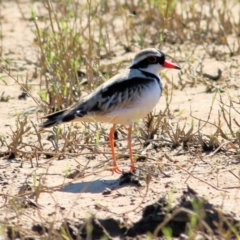 Charadrius melanops at Ebden, VIC - 31 Jan 2021 09:36 AM