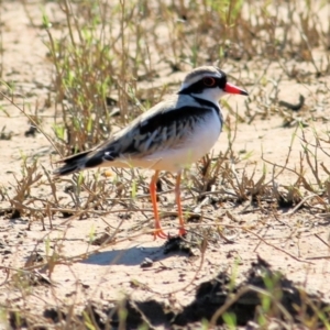 Charadrius melanops at Ebden, VIC - 31 Jan 2021 09:36 AM