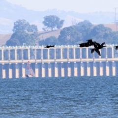 Phalacrocorax sulcirostris at Bonegilla, VIC - 31 Jan 2021