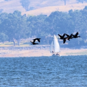 Phalacrocorax sulcirostris at Bonegilla, VIC - 31 Jan 2021