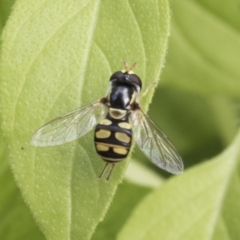 Simosyrphus grandicornis (Common hover fly) at Higgins, ACT - 29 Jan 2021 by AlisonMilton