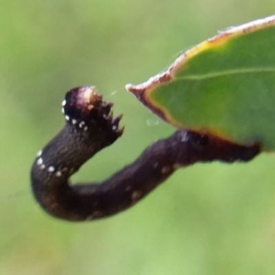 Geometridae (family) IMMATURE at Bermagui, NSW - 31 Jan 2021 by narelle