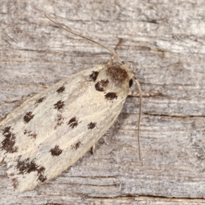 Ericibdela delotis (A Concealer moth) at Melba, ACT - 18 Jan 2021 by kasiaaus
