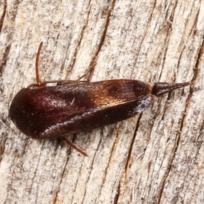 Mordellidae (family) (Unidentified pintail or tumbling flower beetle) at Melba, ACT - 18 Jan 2021 by kasiaaus