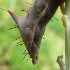 Neola semiaurata (Wattle Notodontid Moth) at Bermagui, NSW - 31 Jan 2021 by narelle