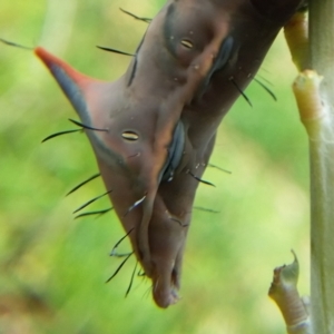 Neola semiaurata at Bermagui, NSW - 31 Jan 2021