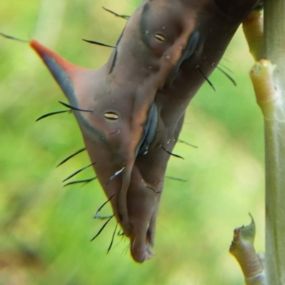 Neola semiaurata (Wattle Notodontid Moth) at Bermagui, NSW - 31 Jan 2021 by narelle