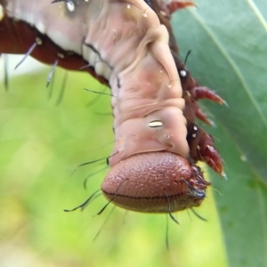 Neola semiaurata at Bermagui, NSW - 31 Jan 2021