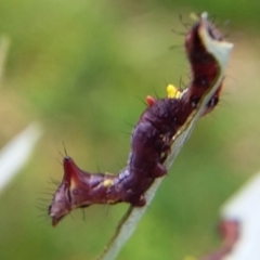 Neola semiaurata at Bermagui, NSW - 31 Jan 2021 11:03 AM