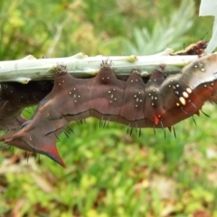 Neola semiaurata at Bermagui, NSW - 31 Jan 2021 11:03 AM