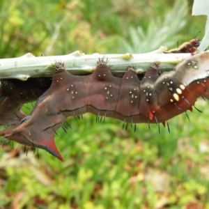 Neola semiaurata at Bermagui, NSW - 31 Jan 2021