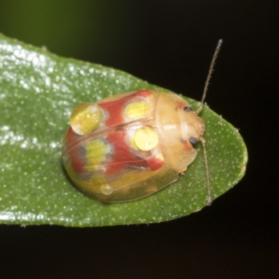 Paropsisterna gloriosa (Glorious eucalyptus leaf beetle) at Higgins, ACT - 29 Jan 2021 by AlisonMilton