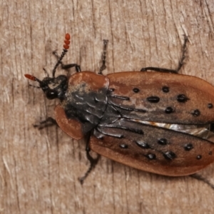 Ptomaphila lacrymosa at Melba, ACT - 19 Jan 2021 12:51 AM