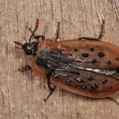 Ptomaphila lacrymosa (Carrion Beetle) at Melba, ACT - 18 Jan 2021 by kasiaaus