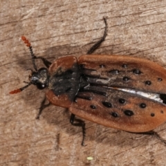 Ptomaphila lacrymosa at Melba, ACT - 19 Jan 2021 12:51 AM