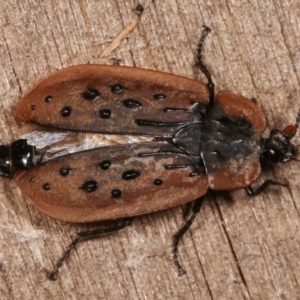 Ptomaphila lacrymosa at Melba, ACT - 19 Jan 2021