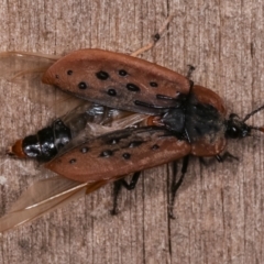 Ptomaphila lacrymosa at Melba, ACT - 19 Jan 2021