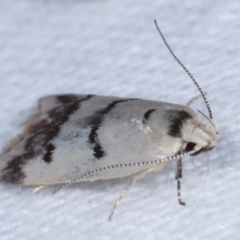 Compsotropha strophiella (A Concealer moth (Wingia group)) at Melba, ACT - 19 Jan 2021 by kasiaaus