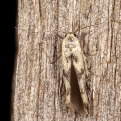 Stathmopoda melanochra (An Oecophorid moth (Eriococcus caterpillar)) at Melba, ACT - 18 Jan 2021 by kasiaaus