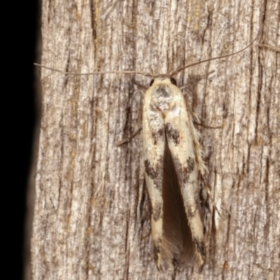 Stathmopoda melanochra (An Oecophorid moth (Eriococcus caterpillar)) at Melba, ACT - 19 Jan 2021 by kasiaaus