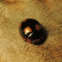 Paropsisterna beata (Blessed Leaf Beetle) at Paddys River, ACT - 12 Dec 2020 by michaelb