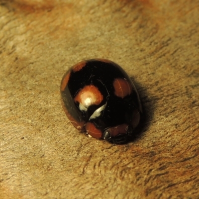 Paropsisterna beata (Blessed Leaf Beetle) at Paddys River, ACT - 12 Dec 2020 by MichaelBedingfield