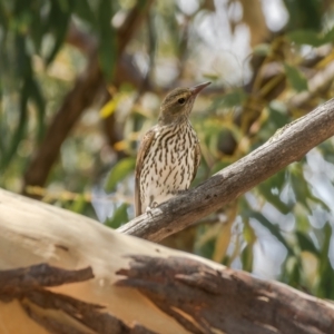 Oriolus sagittatus at Majura, ACT - 30 Jan 2021