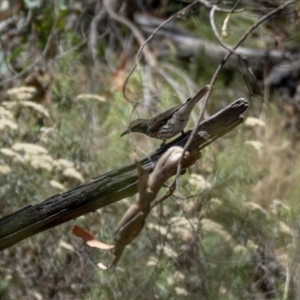 Oriolus sagittatus at Majura, ACT - 30 Jan 2021