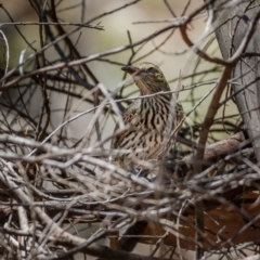 Oriolus sagittatus at Majura, ACT - 30 Jan 2021