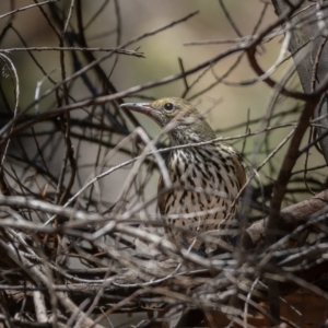 Oriolus sagittatus at Majura, ACT - 30 Jan 2021