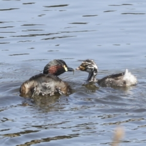 Tachybaptus novaehollandiae at Gungahlin, ACT - 25 Jan 2021