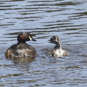 Tachybaptus novaehollandiae at Gungahlin, ACT - 25 Jan 2021