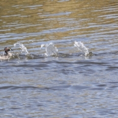 Tachybaptus novaehollandiae at Gungahlin, ACT - 25 Jan 2021