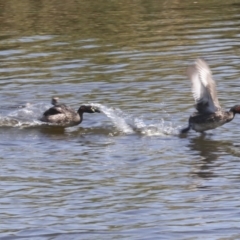 Tachybaptus novaehollandiae at Gungahlin, ACT - 25 Jan 2021