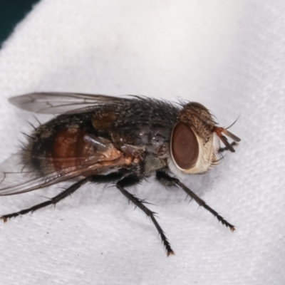 Unidentified Bristle Fly (Tachinidae) at Melba, ACT - 18 Jan 2021 by kasiaaus