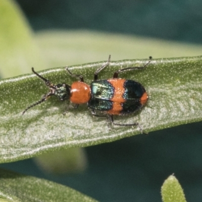 Dicranolaius bellulus (Red and Blue Pollen Beetle) at Higgins, ACT - 30 Jan 2021 by AlisonMilton