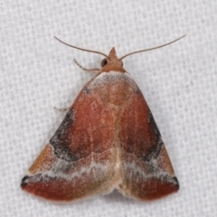 Mataeomera coccophaga (Brown Scale-moth) at Melba, ACT - 18 Jan 2021 by kasiaaus